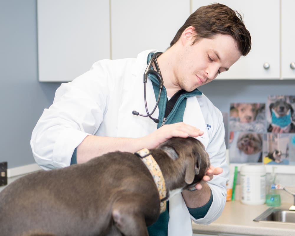 Dog Cardiologist at Long Island Vet