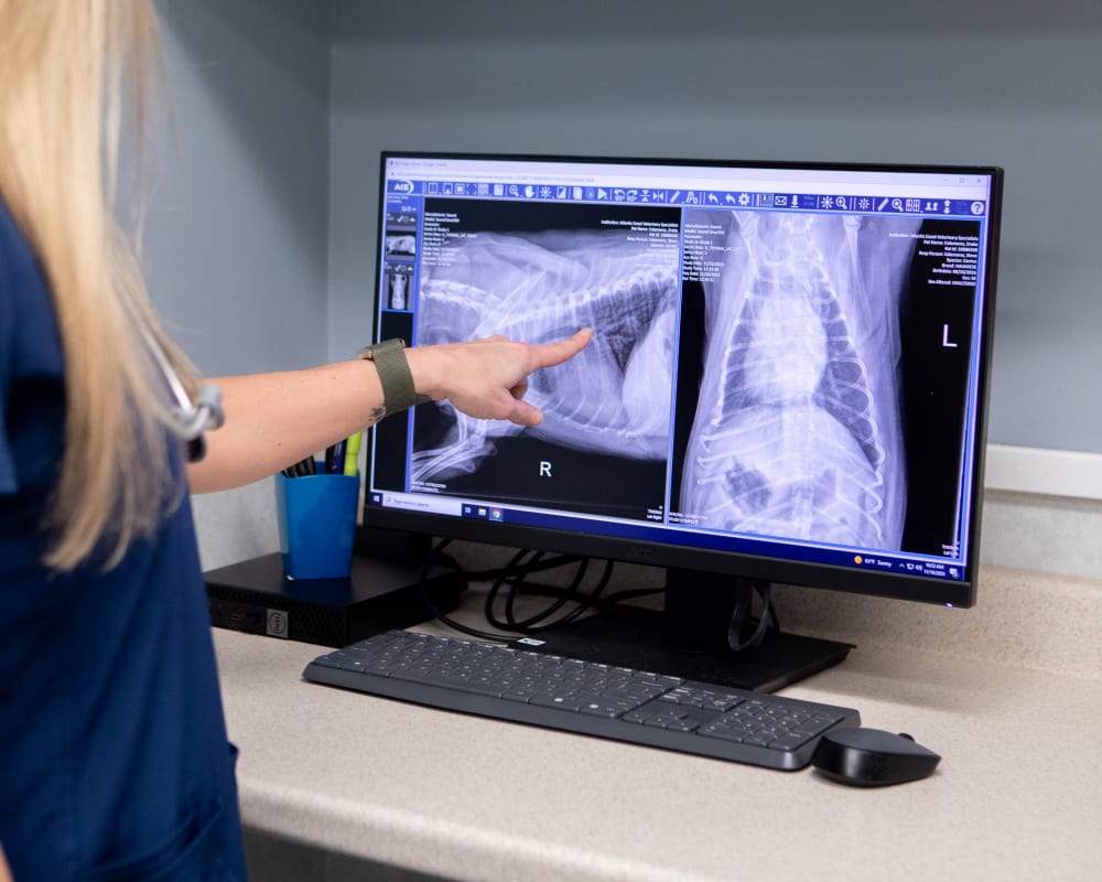 Interventional Radiology (Digital X-Rays), Long Island Vet