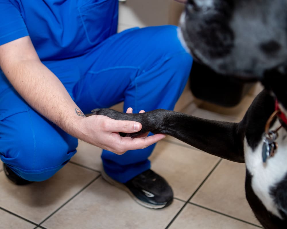 Veterinary Rehabilitation Bohemia, Dog & Cat Rehabilitation