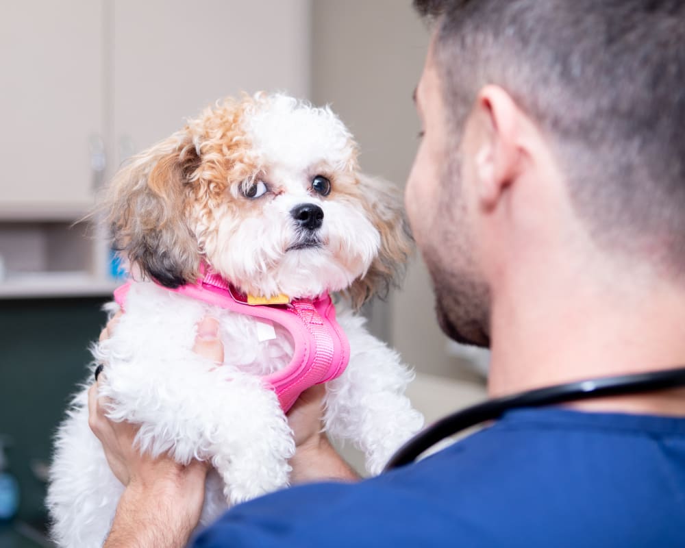 Pet Surgical Services at Long Island Vet